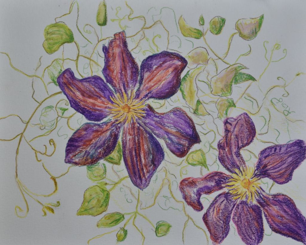 Clematis
