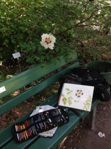 paeonia rockii.JPG-1