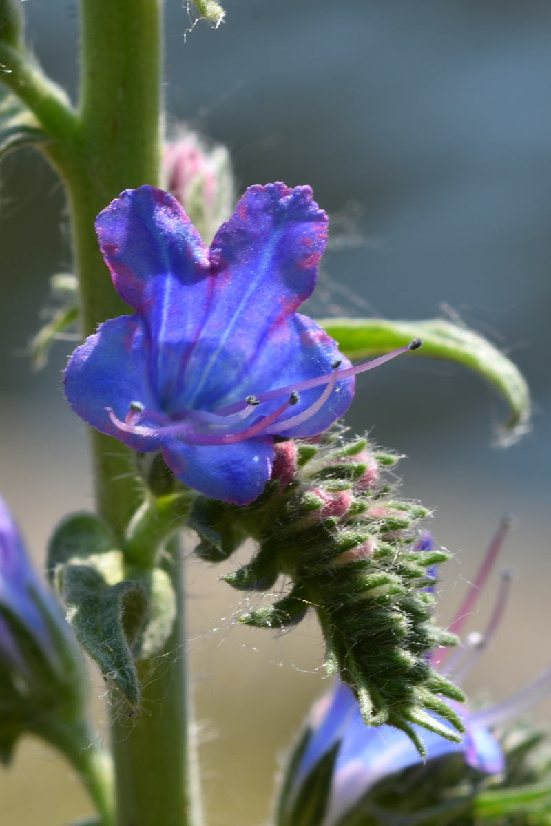 Echium vulgare (Blauer&nbsp;Natternkopf)