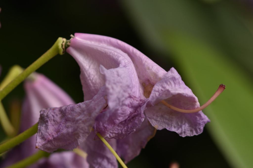 Schönheit des Vergehens