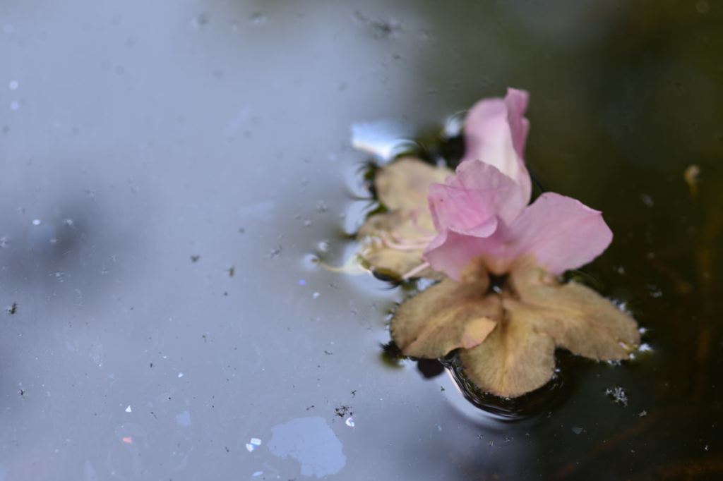 Auf ihrer letzten Reise
