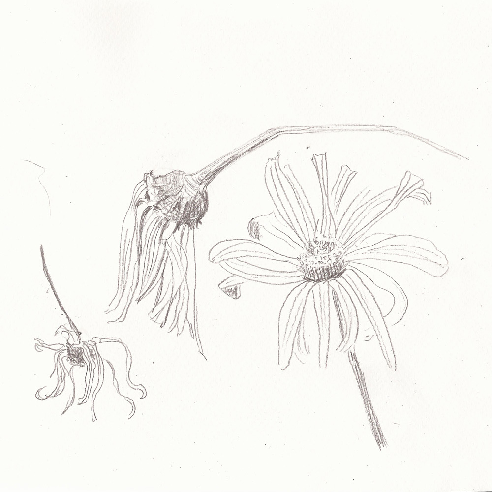 20180810_verbluehenBG