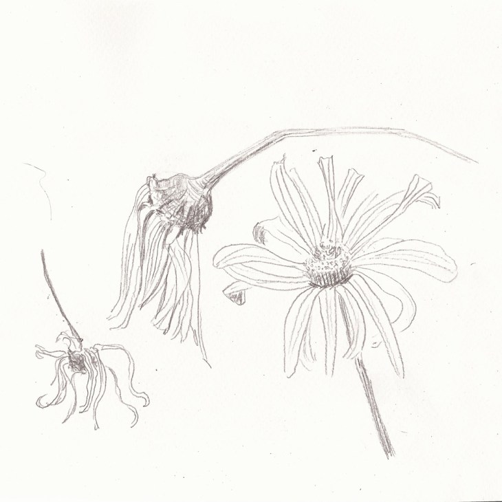 20180810_verbluehenBG