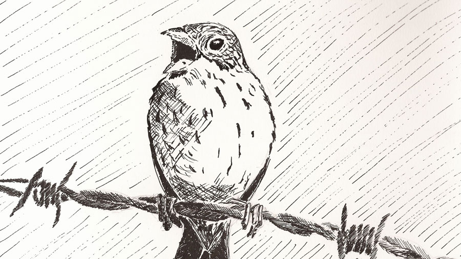 Auf dem Stacheldraht