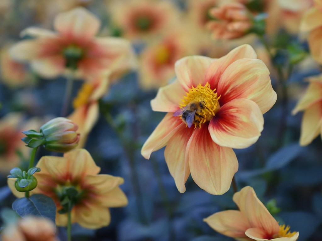 Heute Abend brauche ich Blütenbilder