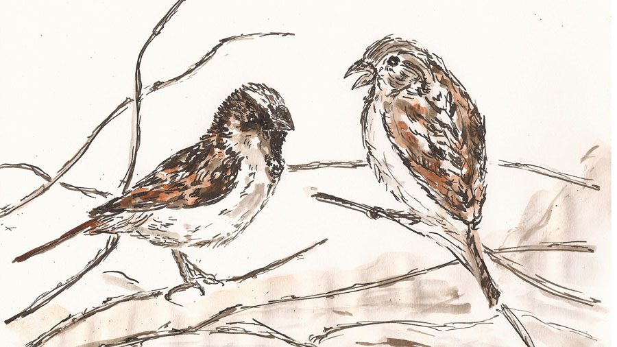 #januart – Tag 7 –&nbsp;Vogel