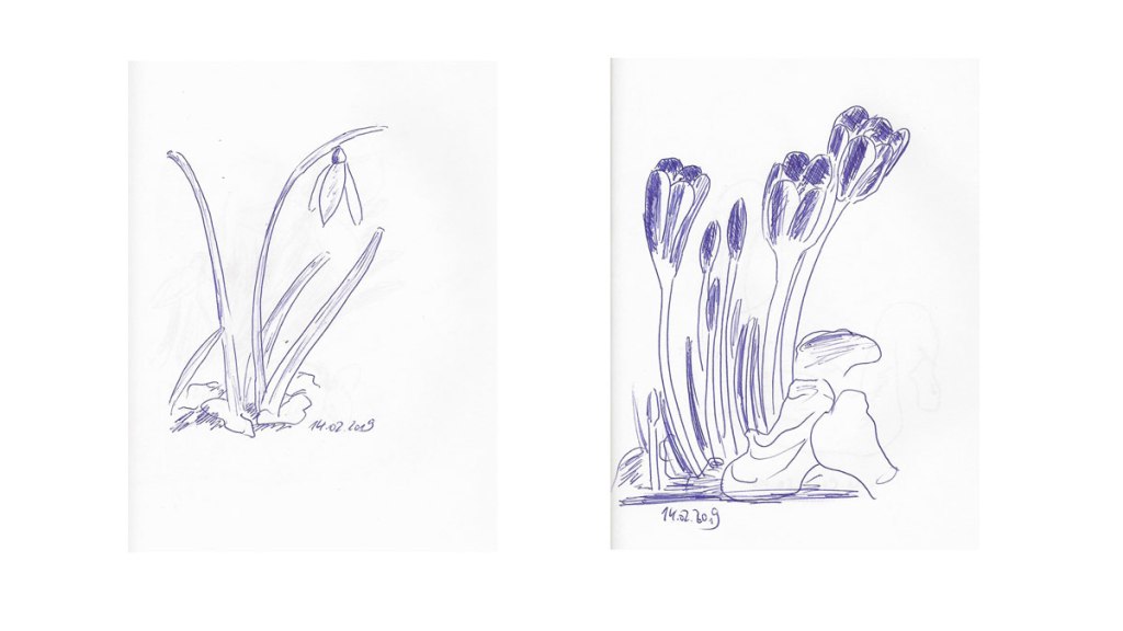 Schneeglöckchen und Krokusse