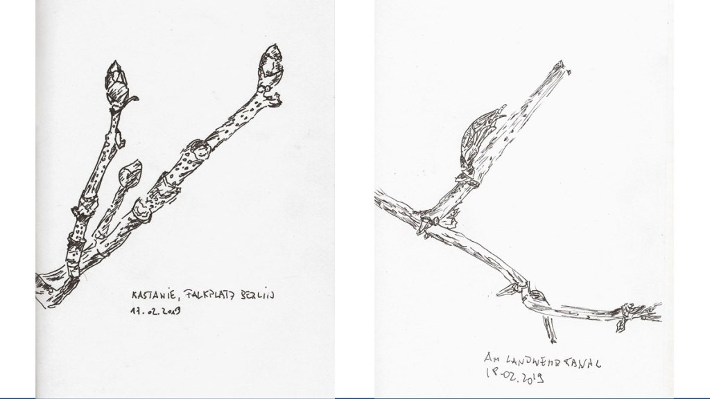 Kastanienknospen. Zeichnung und&nbsp;Fotografien
