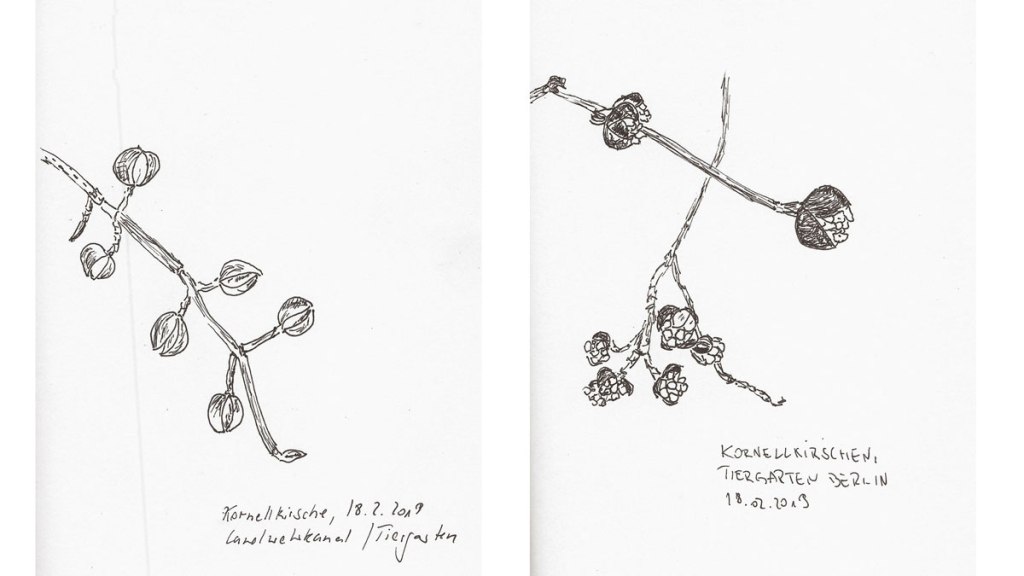 Kornellkirschen. Zeichnungen und&nbsp;Fotografien
