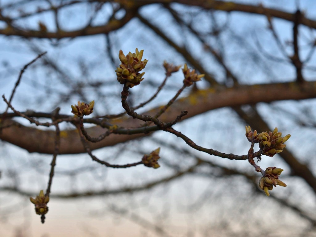 Zum heutigen Frühlingsanfang&nbsp;…