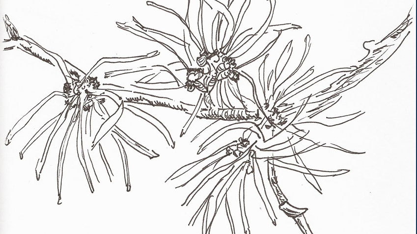 Zaubernuss (Hamamelis)