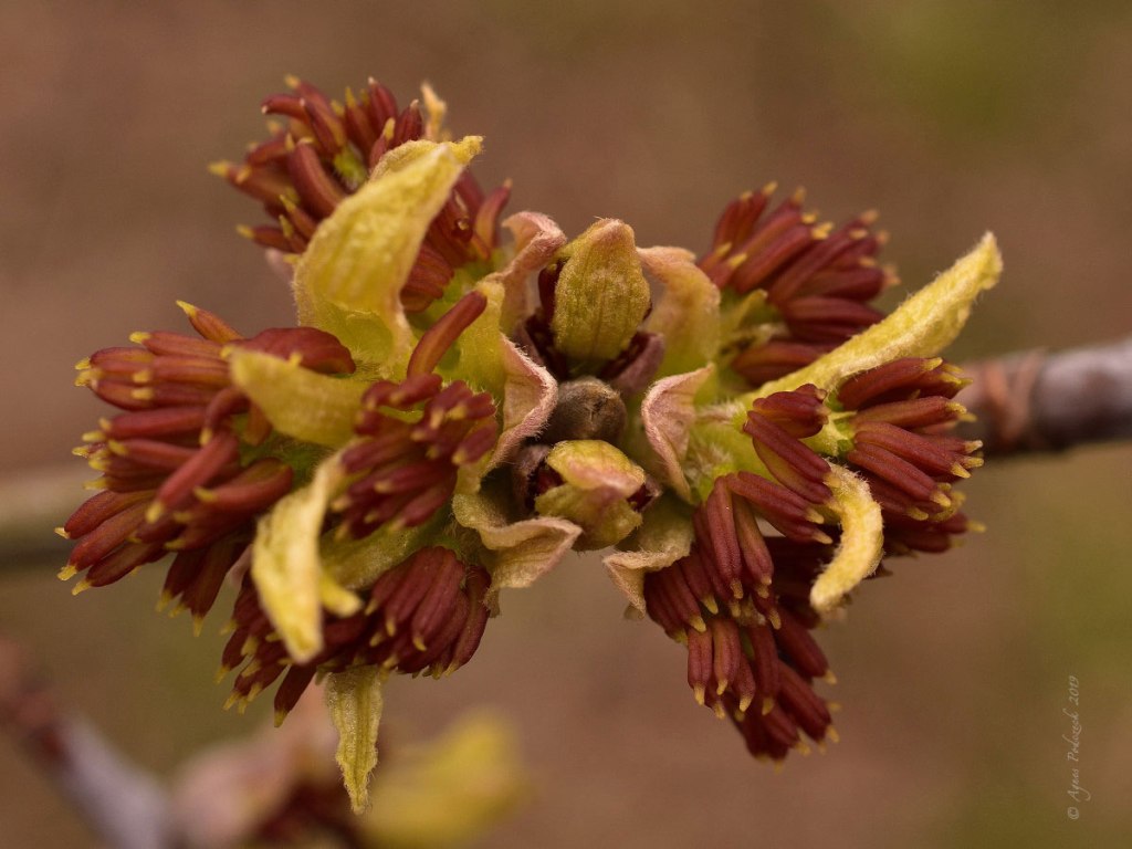 Von nahem betrachtet: Eschenahornblüten