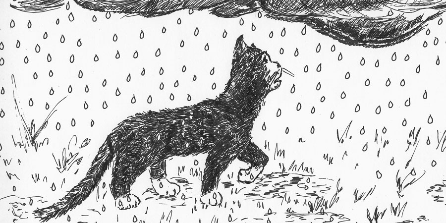 Arme schwarze Katze.&nbsp;2