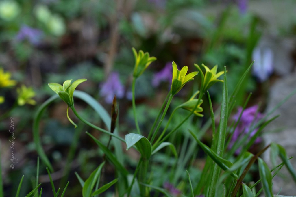 Von nahem betrachtet: Sternentänze im&nbsp;April