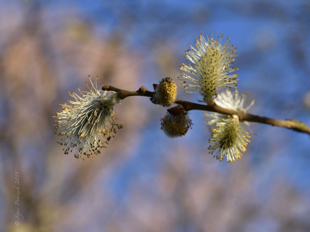 Von nahem betrachtet: Prunk an Weide und&nbsp;Lärche