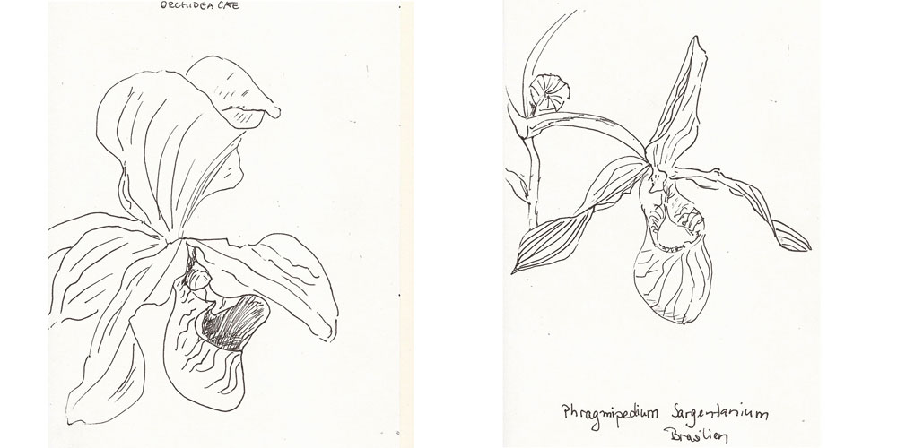 Zeichnen: Orchideenzauber