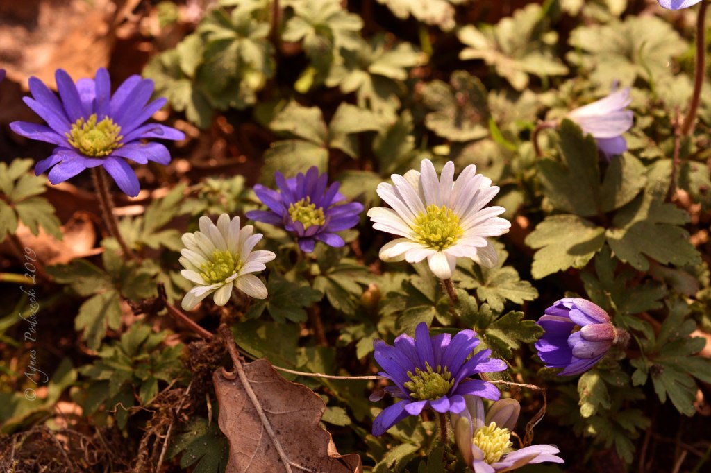 Anemonen – blau und&nbsp;weiß