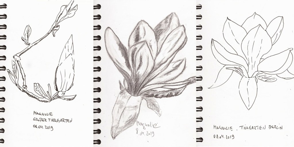 Skizzenbuch: Magnolienblüten