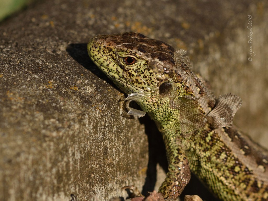 Mitbewohner im Garten