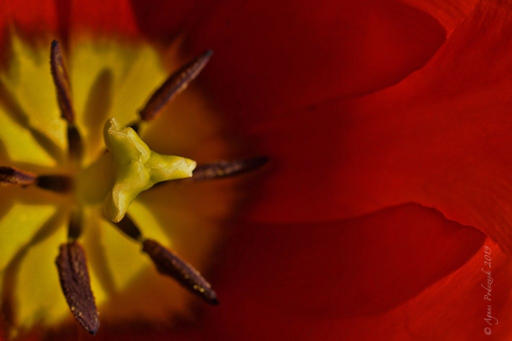 Von nahem betrachtet: Tulpenmünder