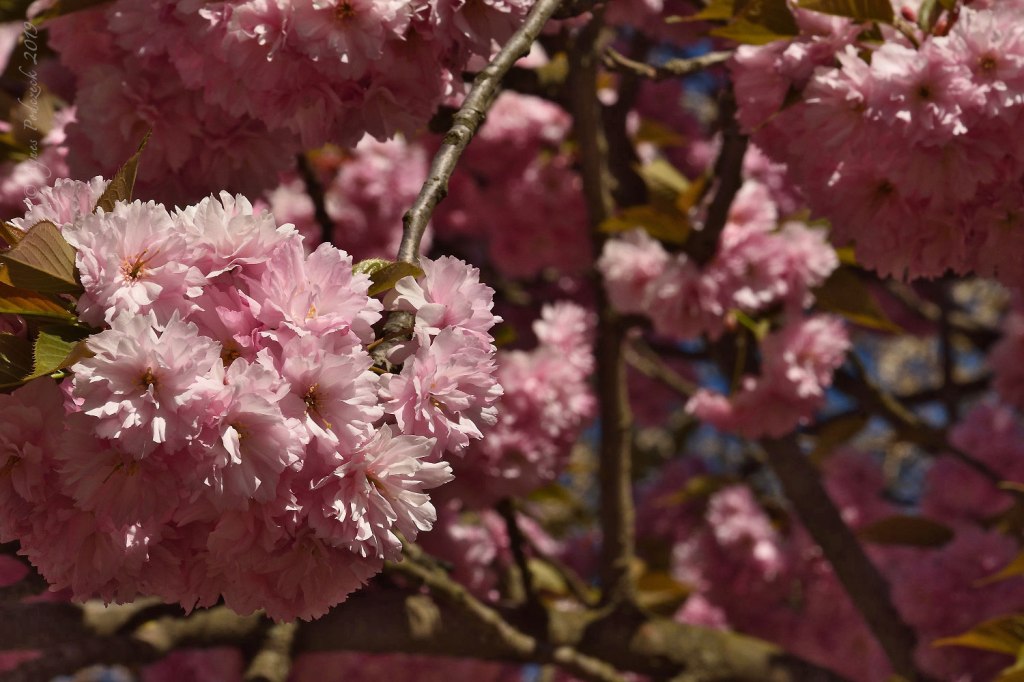 Gegensätze. Kirschblüten am Mauerweg/Berlin