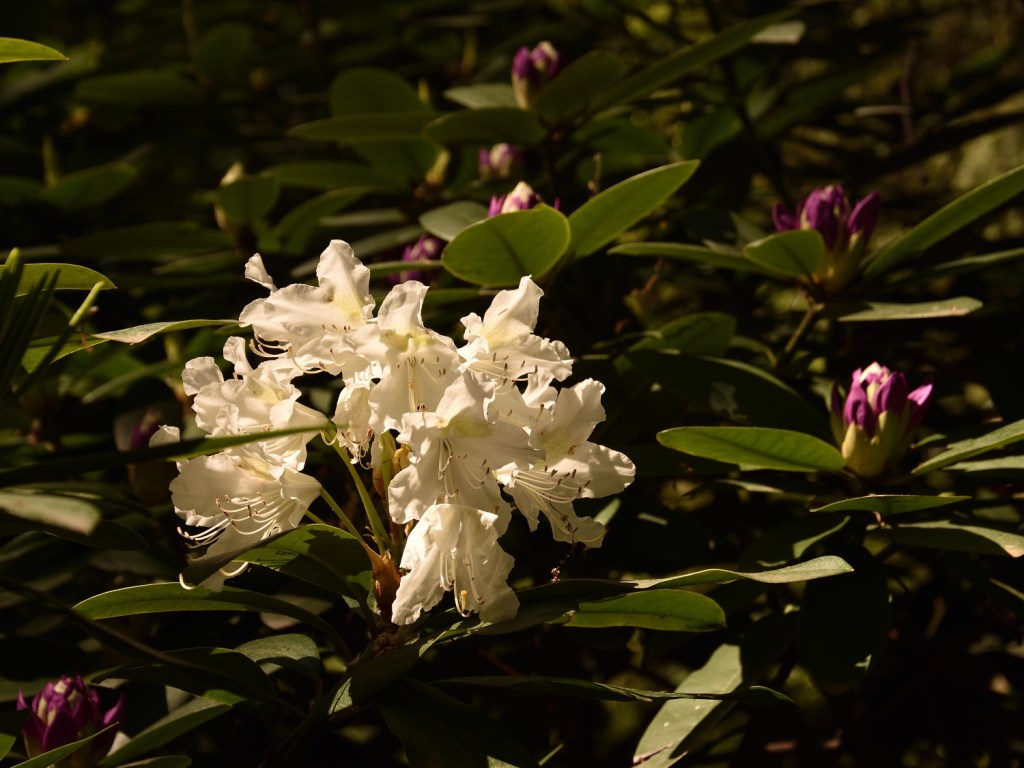 Rhododendrenblüte