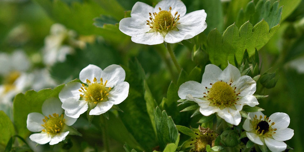 Süße Verheißungen