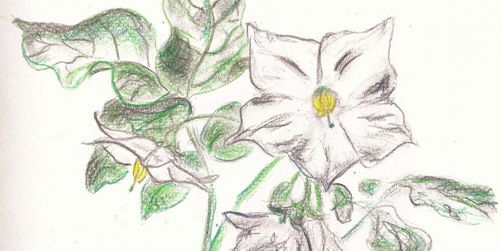 Zeichnung: Kartoffelblüte