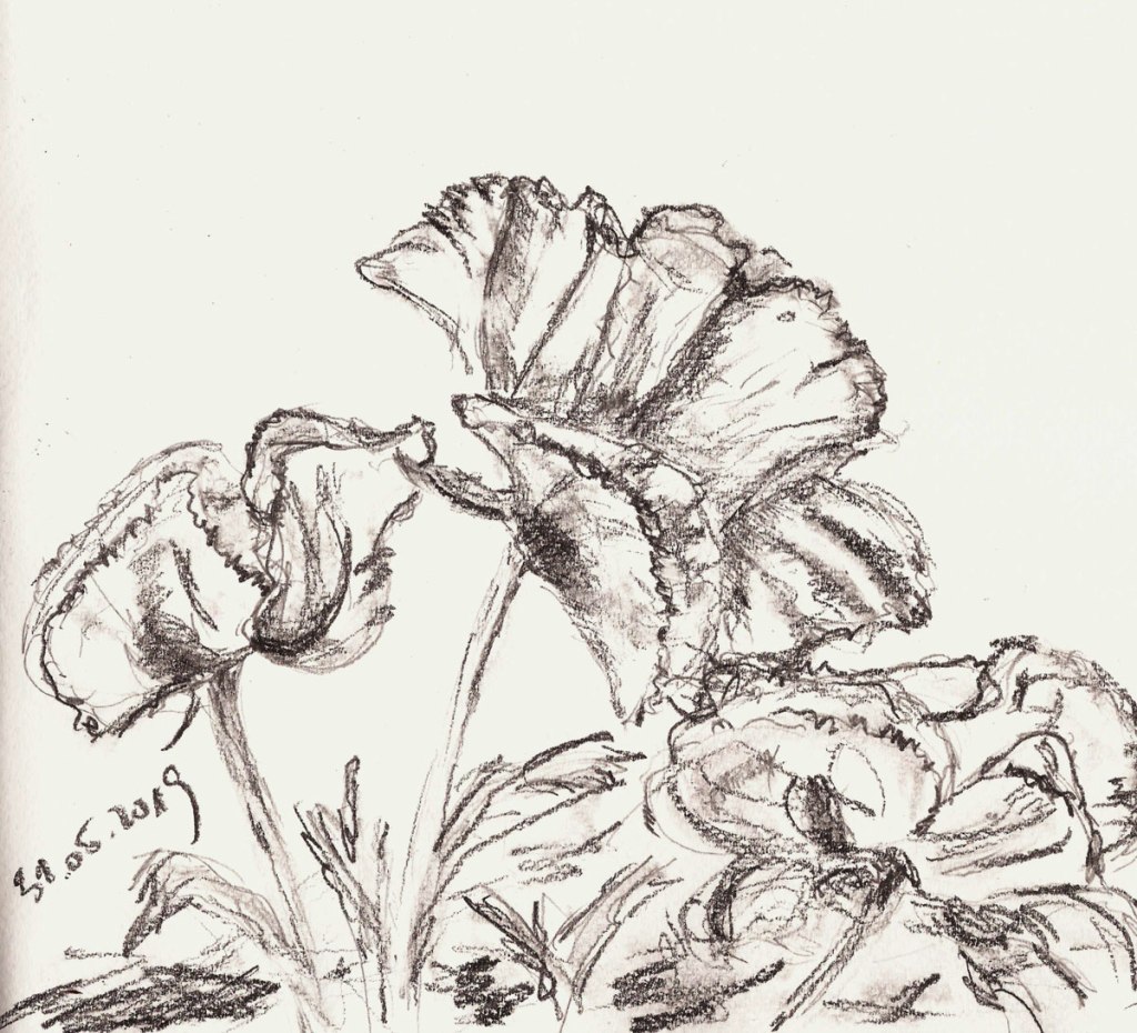 Zeichnen im Garten. Dreimal Mohn