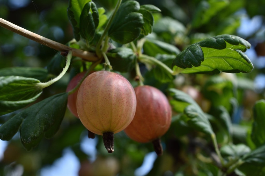 Selbstfürsorge zu Lasten der&nbsp;Beerenernte