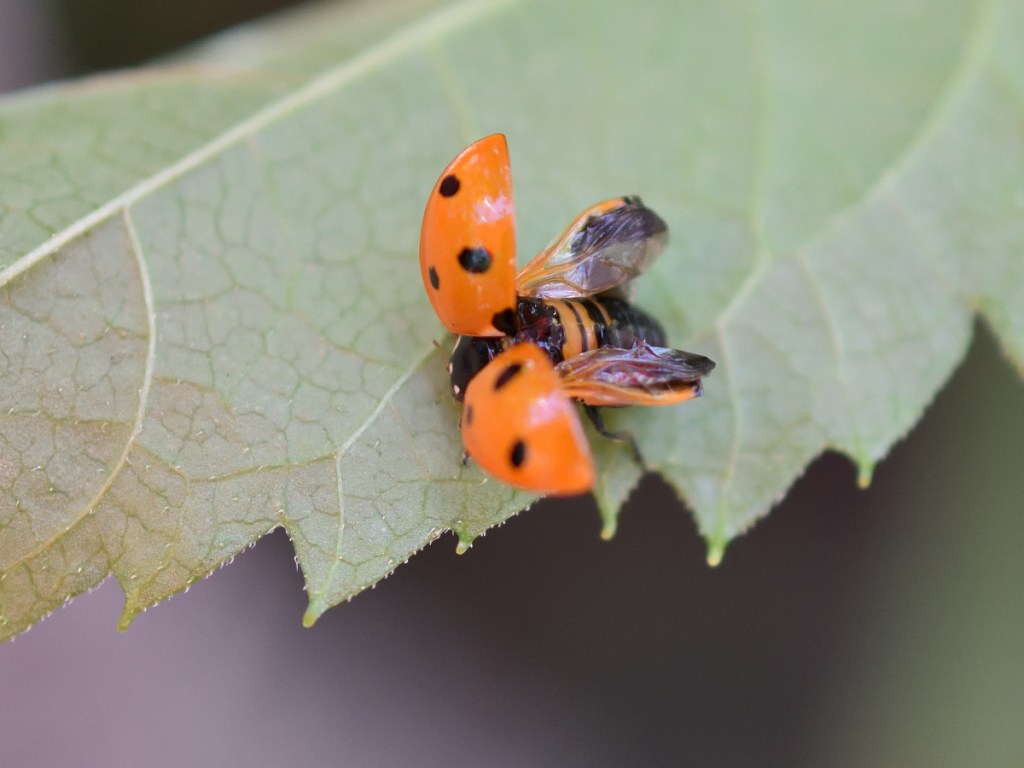 An einem der heißen&nbsp;Junitage