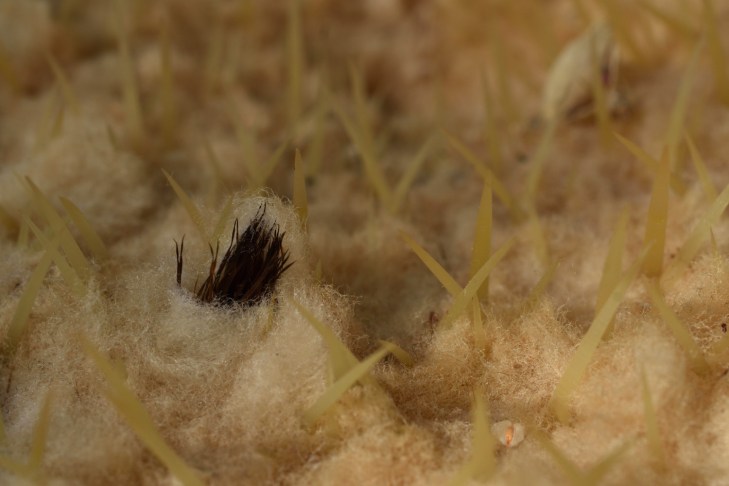 20190401_BotGart_1_BG