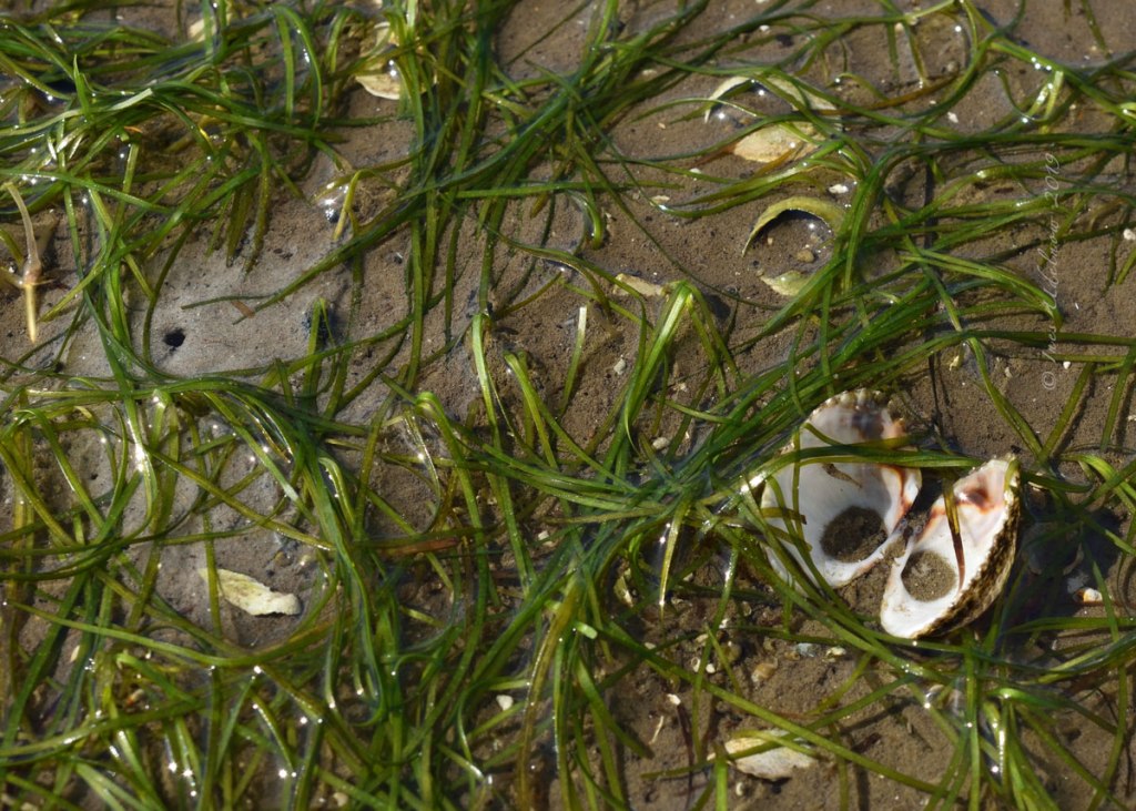 Inselrückblick (12). Vor der Flut.&nbsp;2