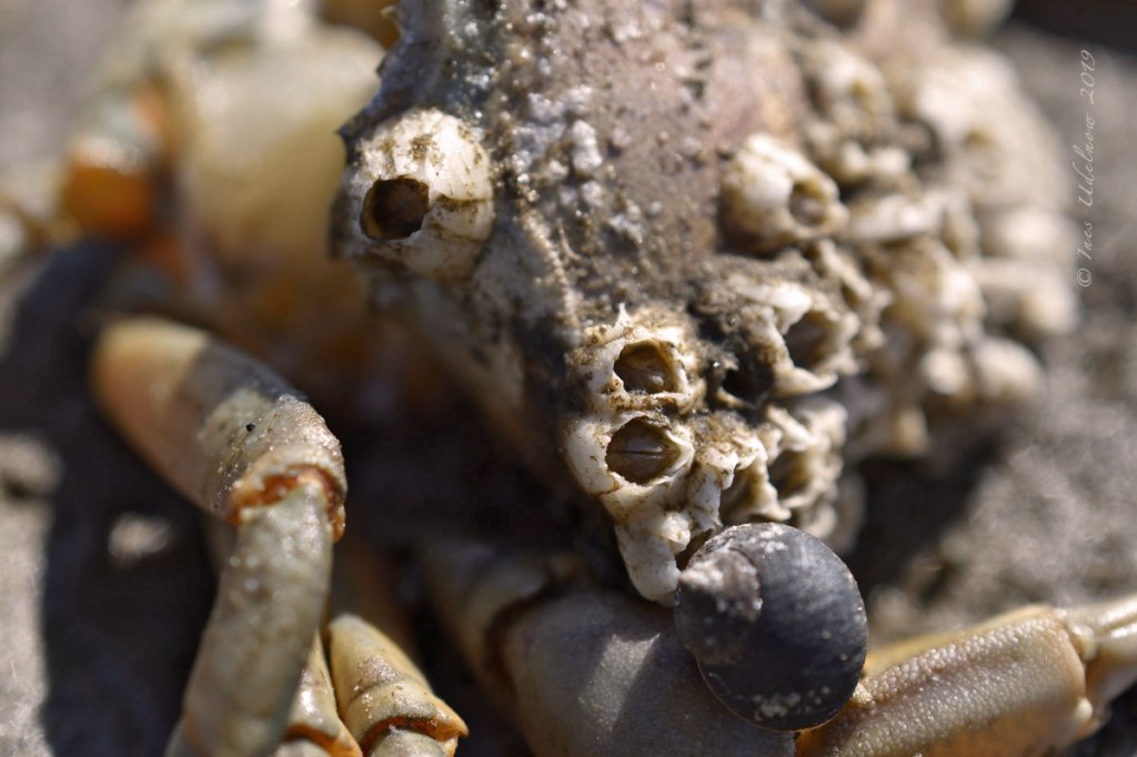 Inselrückblick (10). Wattfaszinosa