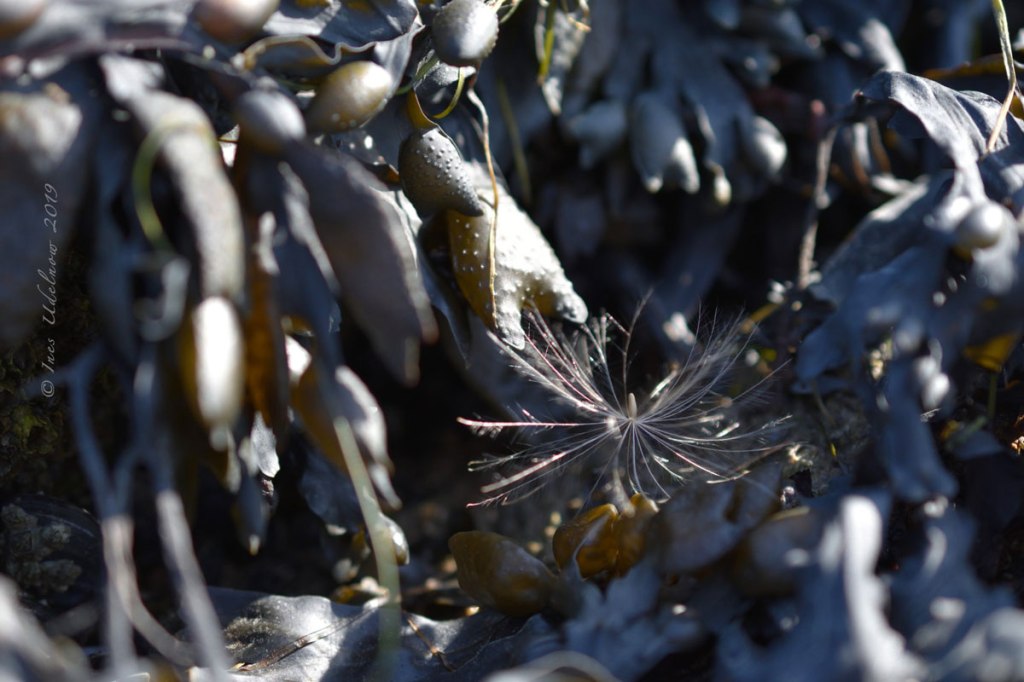 Inselrückblick (11). Vor der&nbsp;Flut