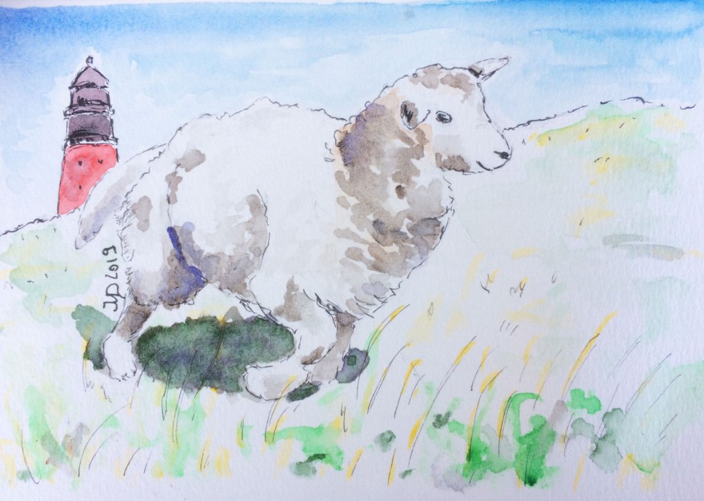 Inselrückblick (4). Postkarte: Deichschäfchen