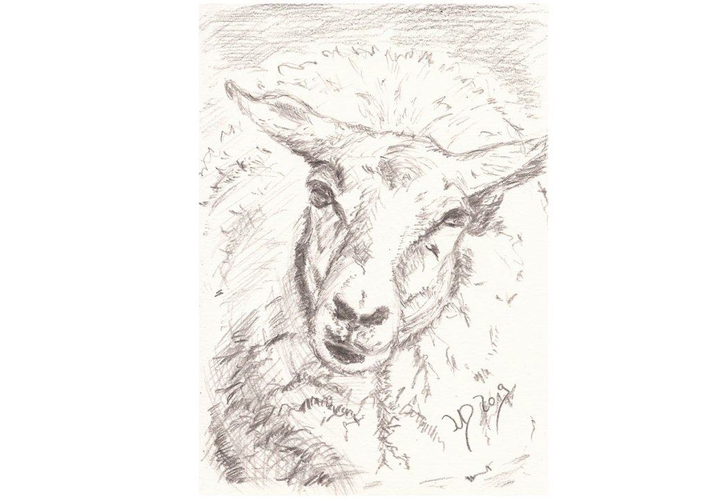 Inselrückblick (6). Das Schaf als Multitasktalent