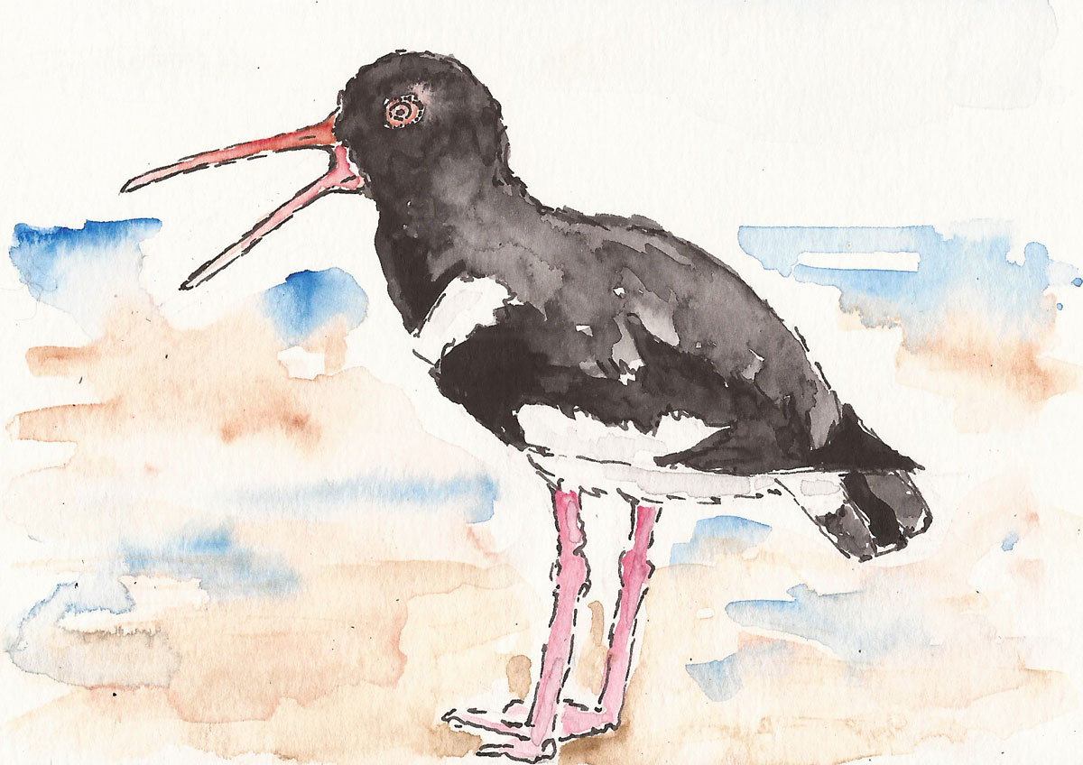 20190812_Austernfischer-1BG