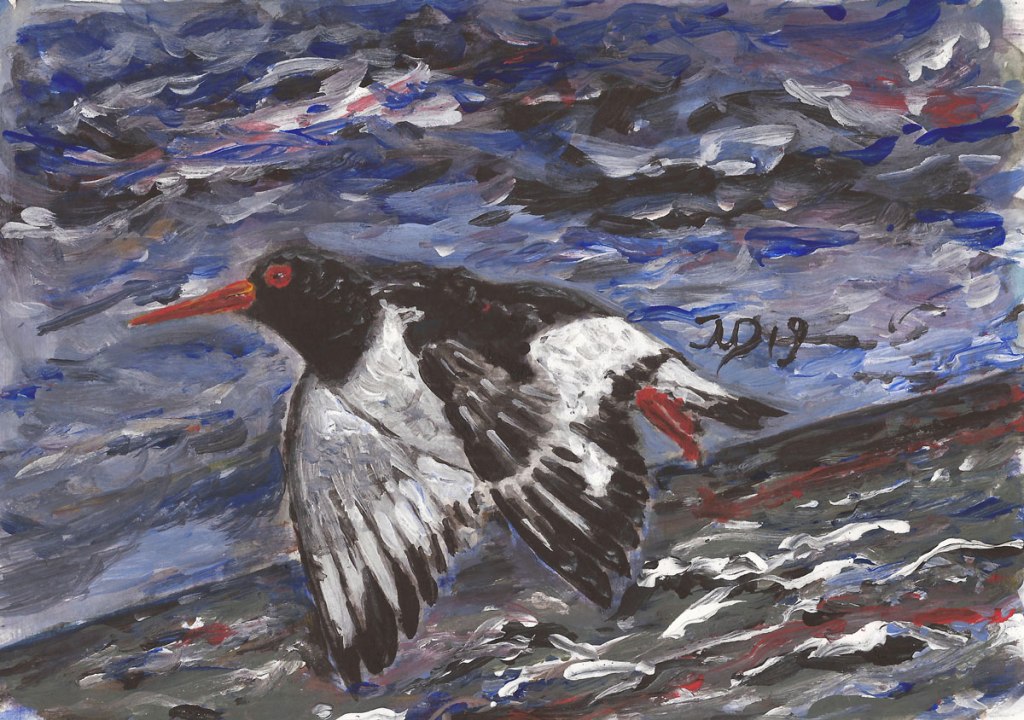 Inselrückblick (8). Austernfischer im Flug