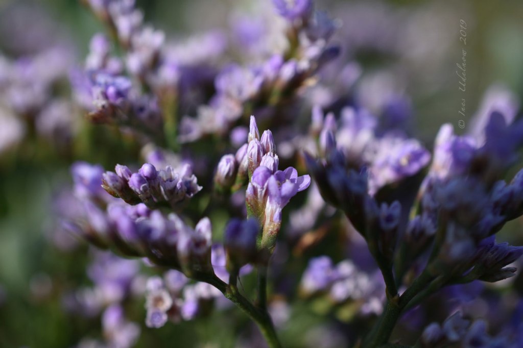 Inselrückblick (14). Strandflieder und&nbsp;Co