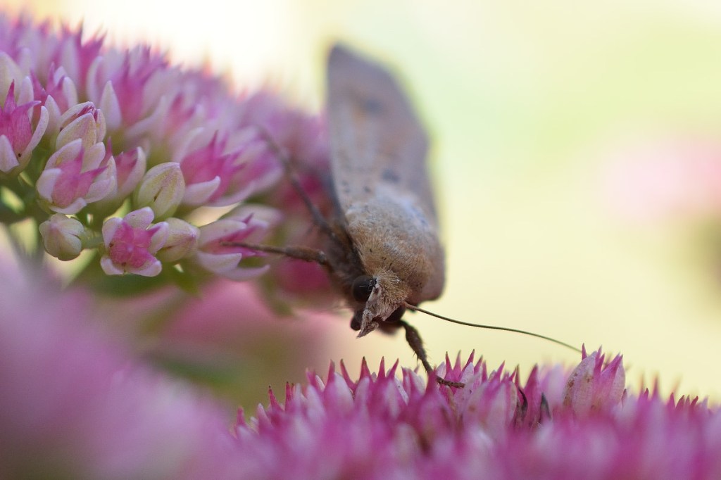Nahaufnahme. Besuch auf der Fetten Henne