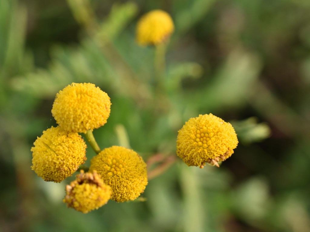 Herbstleuchten. Gelbe Tupfen in der Stadt