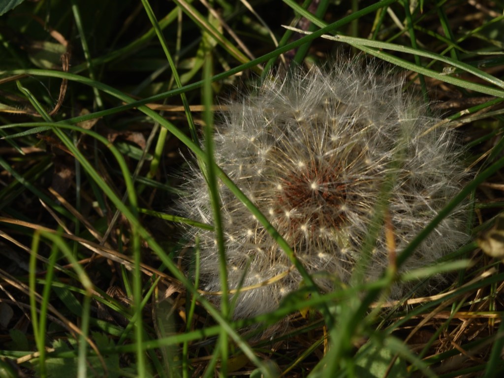 Herbstleuchten. Glitzerkugel