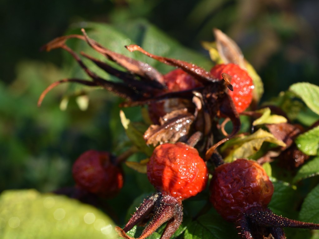 Herbstleuchten. Unperfekt schön!