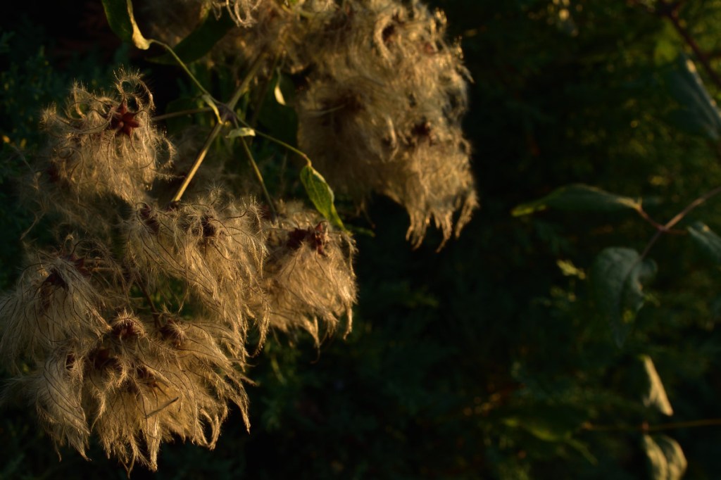 Herbstleuchten. Waldrebensamen in Licht und Schatten