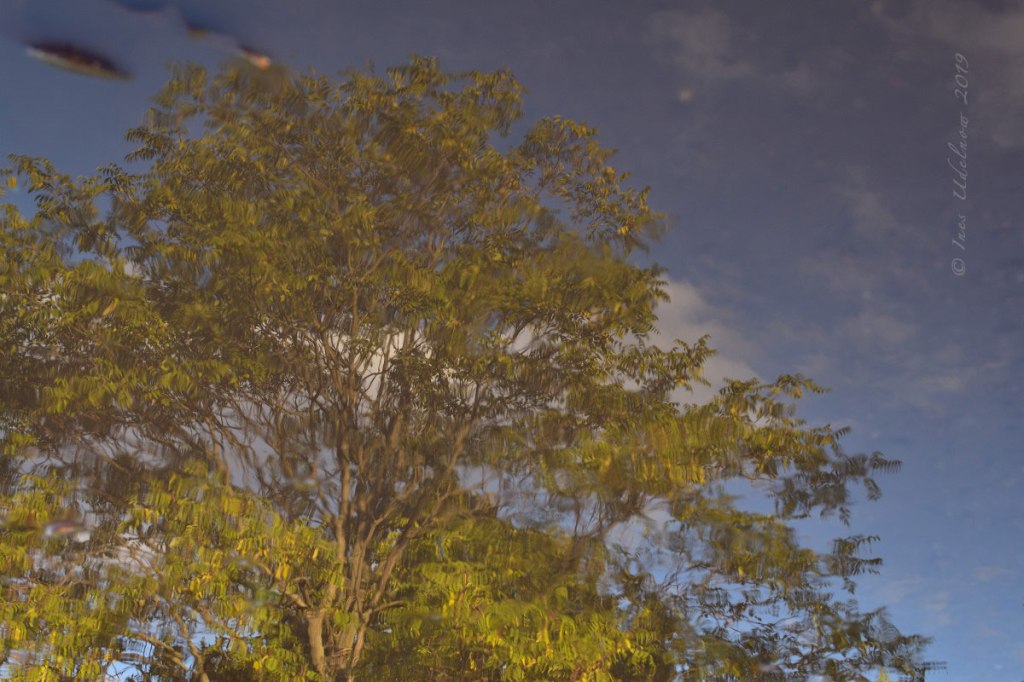Herbstleuchten. Baum im Spiegel