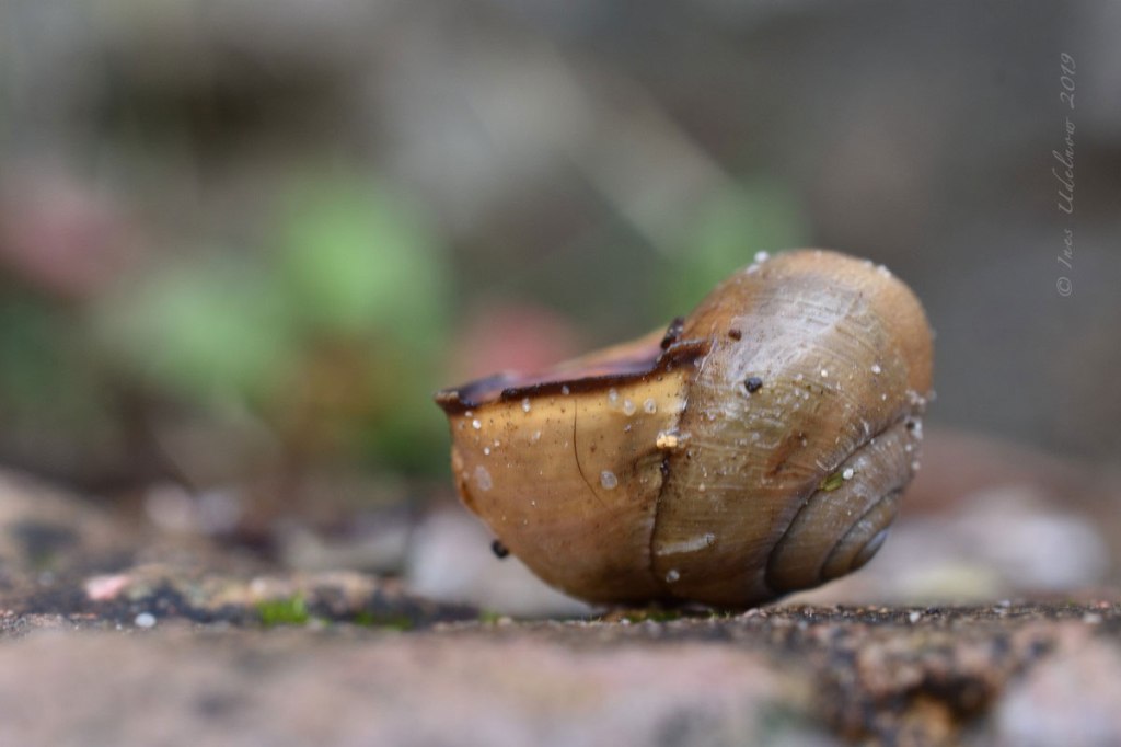 Von nahem betrachtet. Häuschen