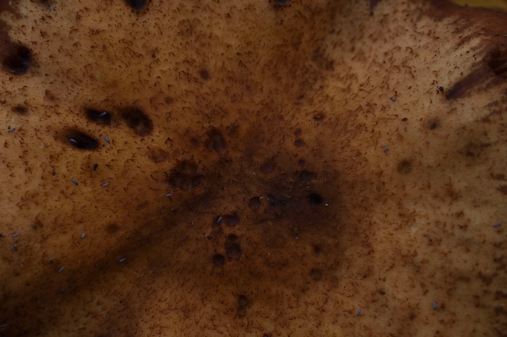 Von nahem betrachtet. Pilzhut