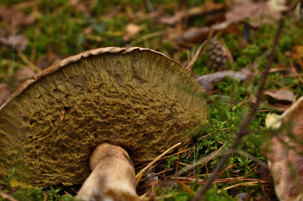 Von nahem betrachtet. Schwamm mit Röhren