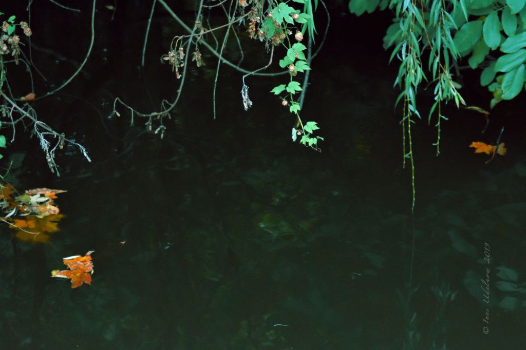 Herbstleuchten. Überwassergrazien